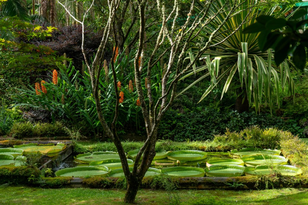 Natura rigogliosa e piante acquatiche del giardino botanico Terra Nostra

